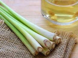 Cây Sả - Vị thuốc trị cảm lạnh