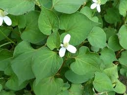 Thuốc hay từ cây Diếp cá