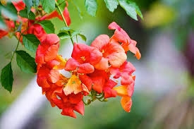 Hoa tử uy - Vị thuốc điều hòa kinh nguyệt