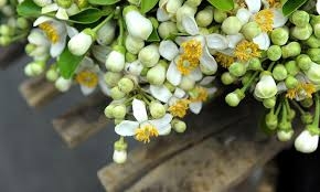 Hoa vườn nhà: Dân dã mà hữu dụng