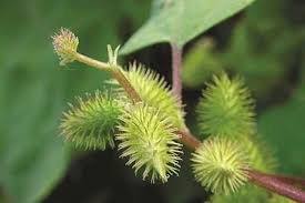 Dược thiện trị viêm mũi xoang mạn tính ở trẻ