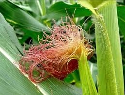 Râu ngô trị viêm thận, viêm gan