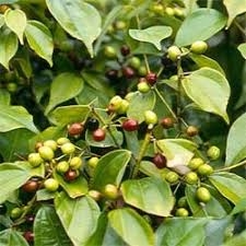 Ô dược hành khí, lợi tiêu hóa