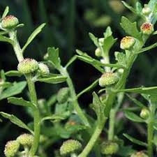 Cóc mẳn dễ kiếm dễ dùng