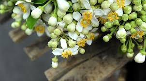Hoa vườn nhà: Dân dã mà hữu dụng