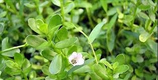 Trị sỏi bàng quang bằng rau đắng