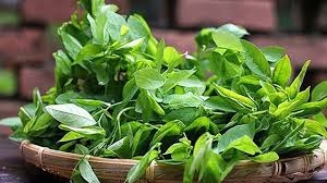 Chữa đổ mồ hôi trộm, táo bón ở trẻ em bằng cây rau Ngót