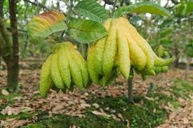 Phật thủ - Vị thuốc quý