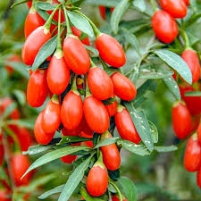 Địa cốt bì - thanh phế, bổ tỳ