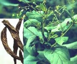 Huyền sâm - Thuốc bổ âm, giải độc