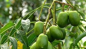 Lợi ích sức khỏe của quả Cóc