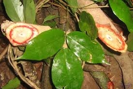 Huyết rồng - Thông kinh lạc, chữa đau khớp