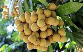 Nhãn giúp ăn ngon, ngủ tốt, tăng trí nhớ