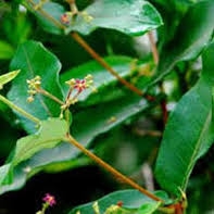 Kéo dài tuổi xuân bằng Hà thủ ô