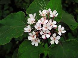 Bạch đồng nữ trị bạch đới, rối loạn kinh nguyệt