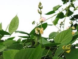 Quảng đậu căn - Thuốc thanh nhiệt, giải độc, tiêu thũng
