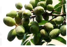 An nam tử trị ho, khàn tiếng