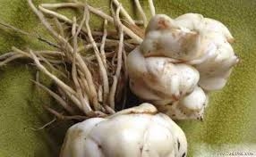 Bách hợp nhuận phế, giảm ho