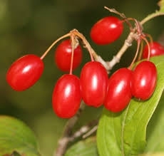 Sơn thù du bổ thận, chữa rong kinh