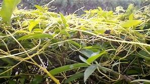 Thỏ ty tử - vị thuốc bổ thận tốt cho nam giới