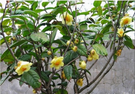 Bảo tồn cây dược liệu trà hoa vàng quý hiếm | VTC16