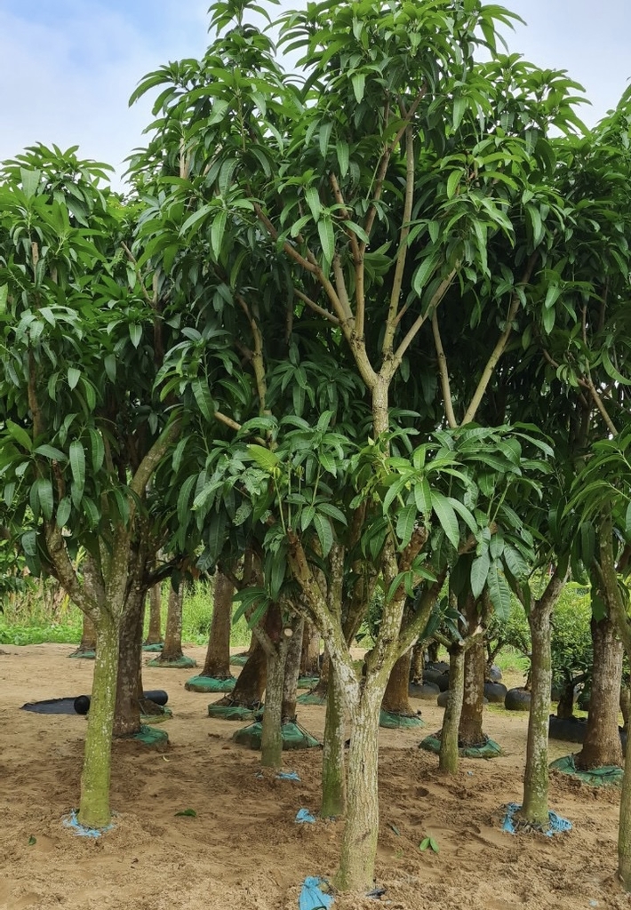 3. Phòng Trừ Sâu Bệnh Cho Cây Xoài Đài Loan