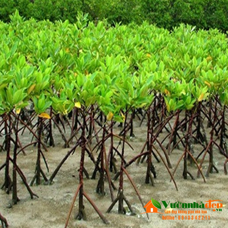 Cây Đước - cây trồng chống sạt lở | Vườn Nhà Đẹp