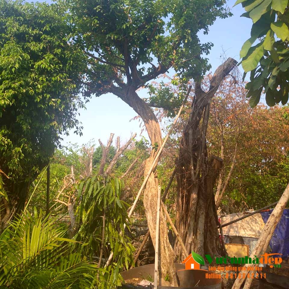 Cây sơ ri bonsai đẹp | Vườn Nhà Đẹp