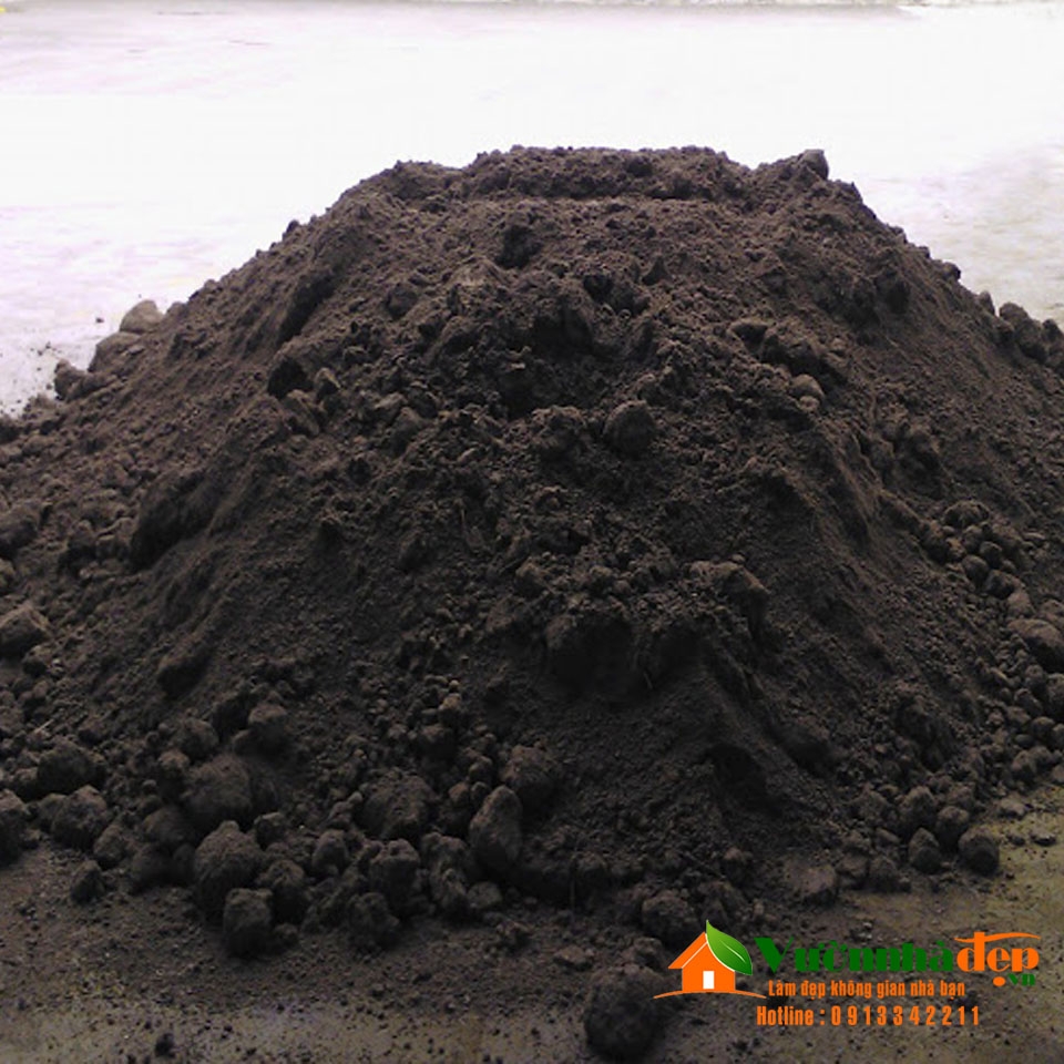 Đất đen trồng cây tại TP.HCM | Vườn Nhà Đẹp