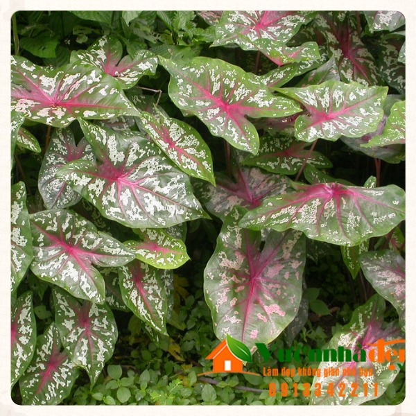 Môn đốm,môn trổ,môn lưỡng sắc,Caladium bicolor