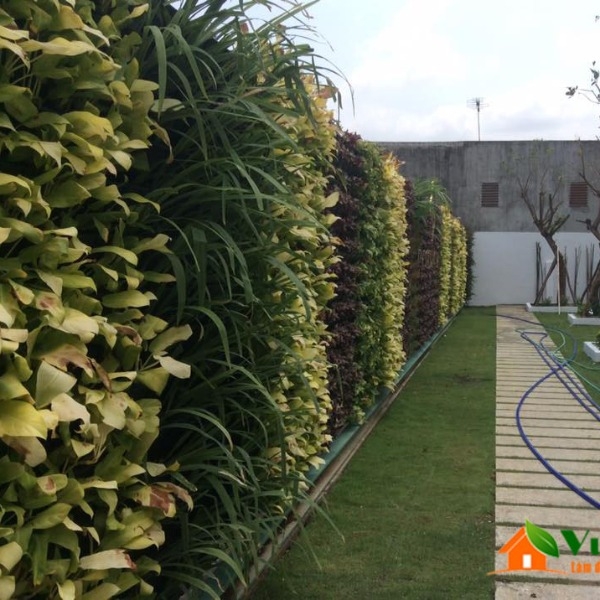 Bờ tường cây xanh trong thiết kế tiểu cảnh