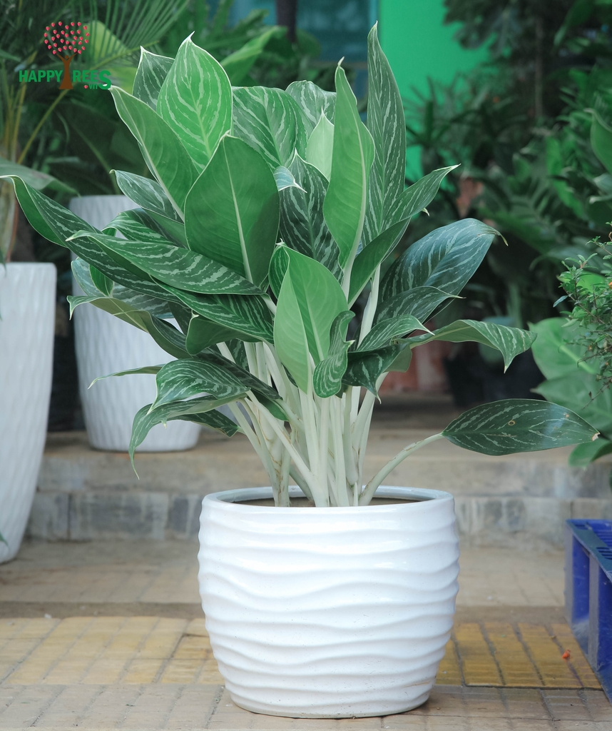 Cây bạch mã hoàng tử Cảnh quan Minh Khôi