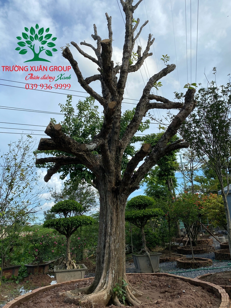 CÂY DÂU DA ĐẤT Cây Dâu Da Đất
