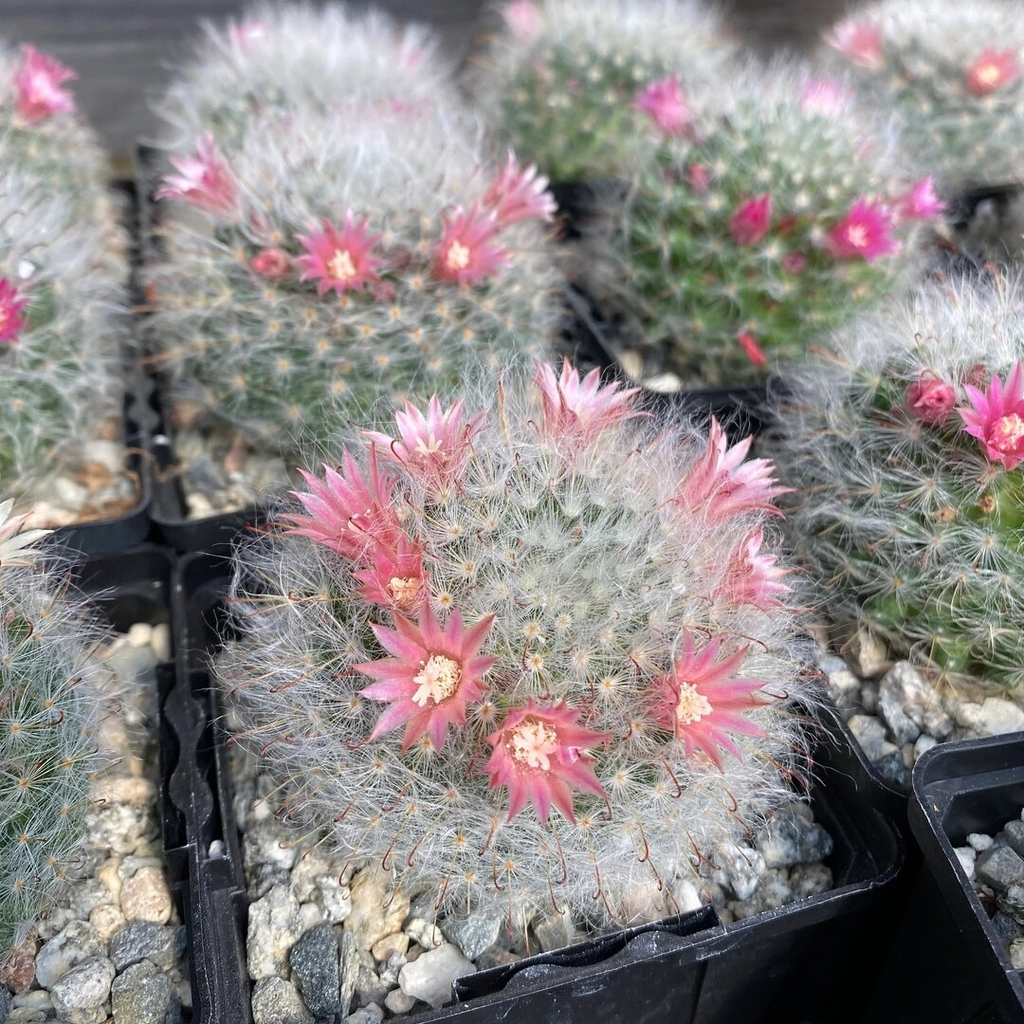 Mua Xương rồng móc bông (Powder puff Cactus) mini NOTH Garden