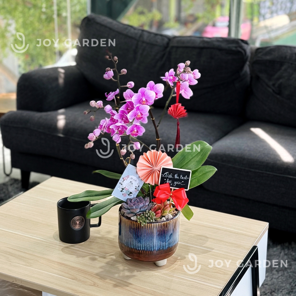 Tiểu Hồ điệp Tím [Chậu Hỏa biến]