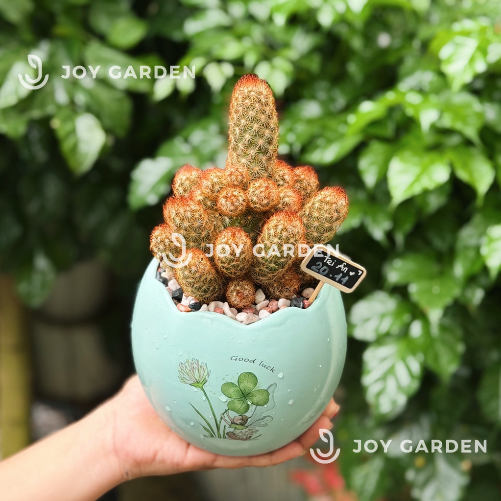 XR Thạch trụ [Chậu TR]