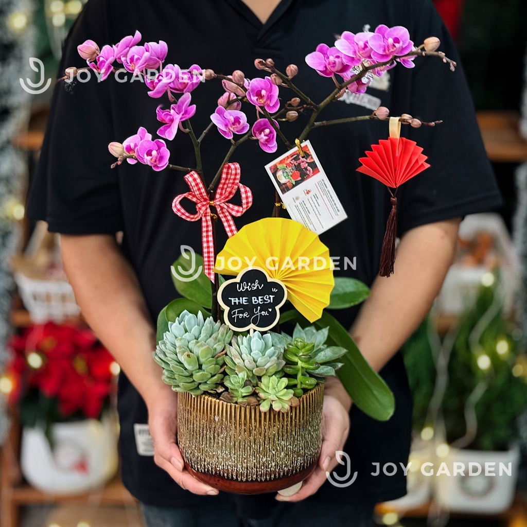 Tiểu Hồ điệp Tím [Chậu Hỏa biến]