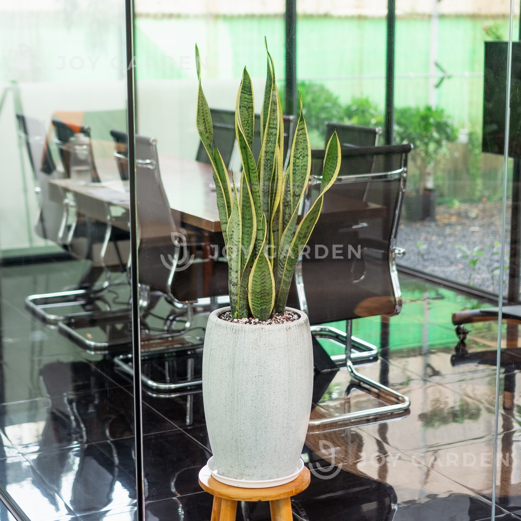 Lưỡi hổ dài [Chậu xám nhỏ]