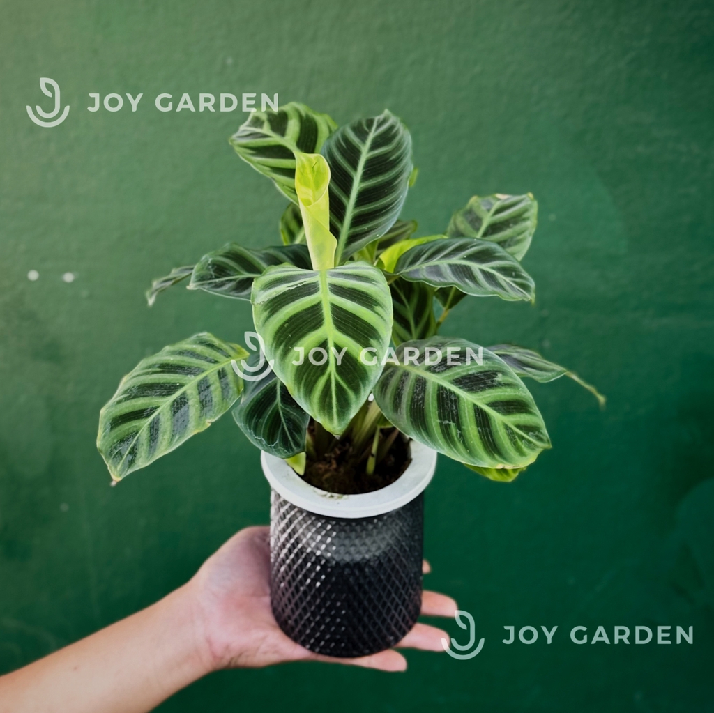 Đuôi Công xanh thủy sinh