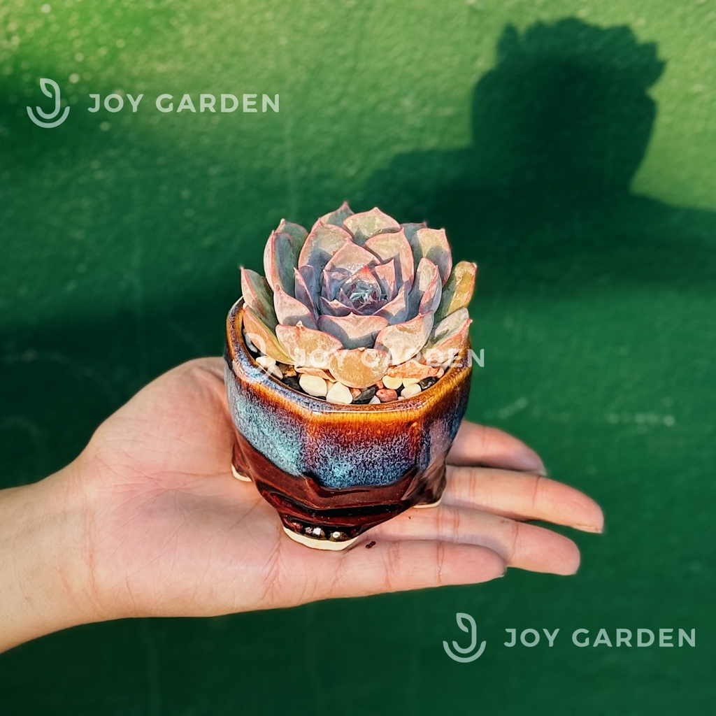 Sen đá [Chậu Mini hỏa biến]