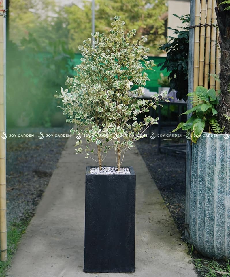 Chậu Ximang Trụ Vuông [Square Concrete Tall Planter] (D40H80)