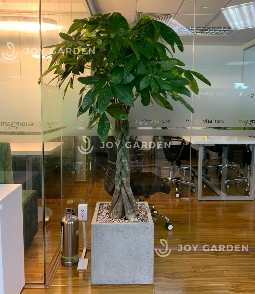 Chậu Ximang Vuông [Square Concrete Planter] (D50H50)