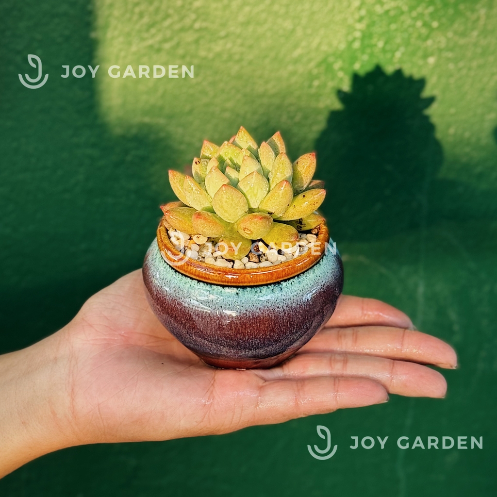 Sen đá [Chậu Mini hỏa biến]