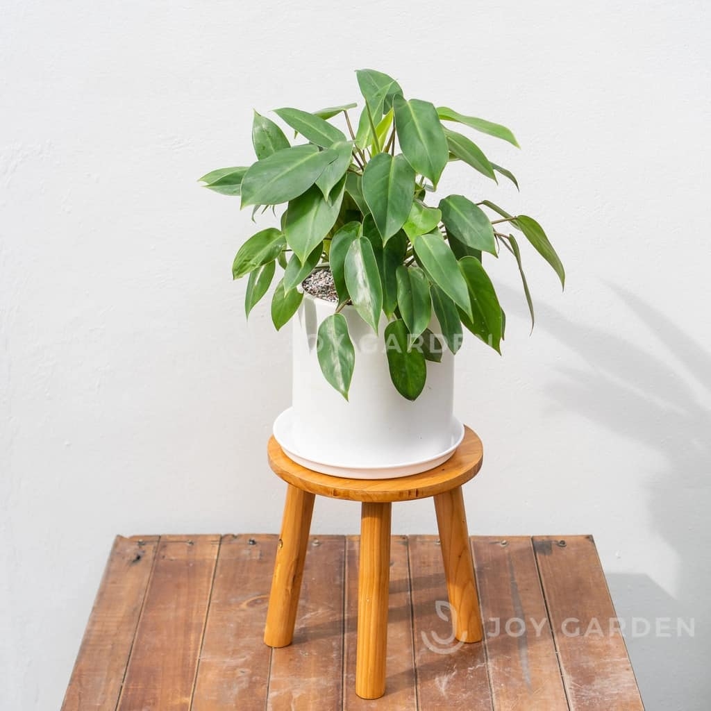 Chậu Trụ (D22H22)