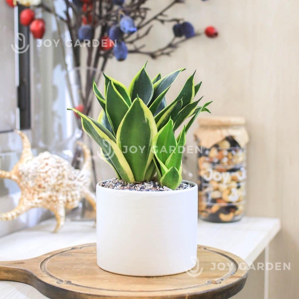 Chậu Trụ (D15H12)