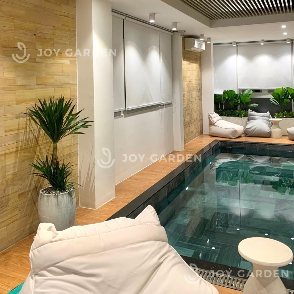 Phát tài núi [Chậu xám lớn]