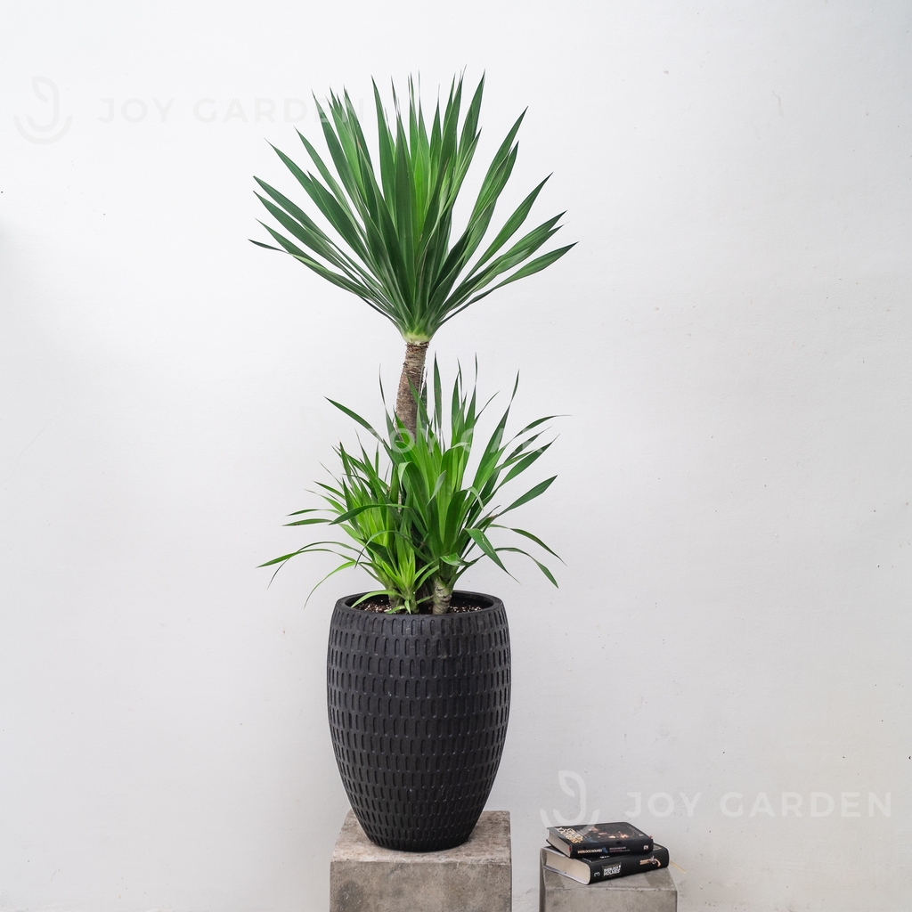 Phát Tài Núi cổ thụ [Chậu composite]