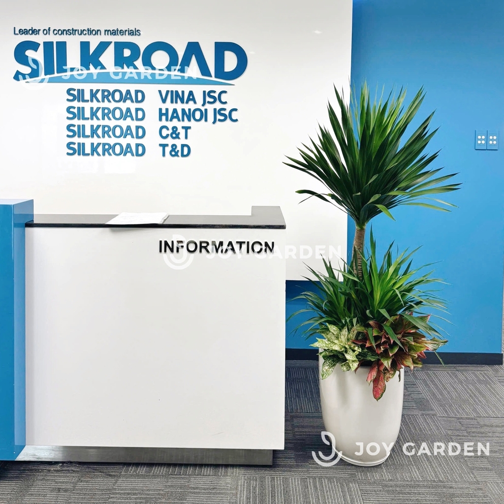 Set Phát tài Phát lộc [Chậu ly trắng]