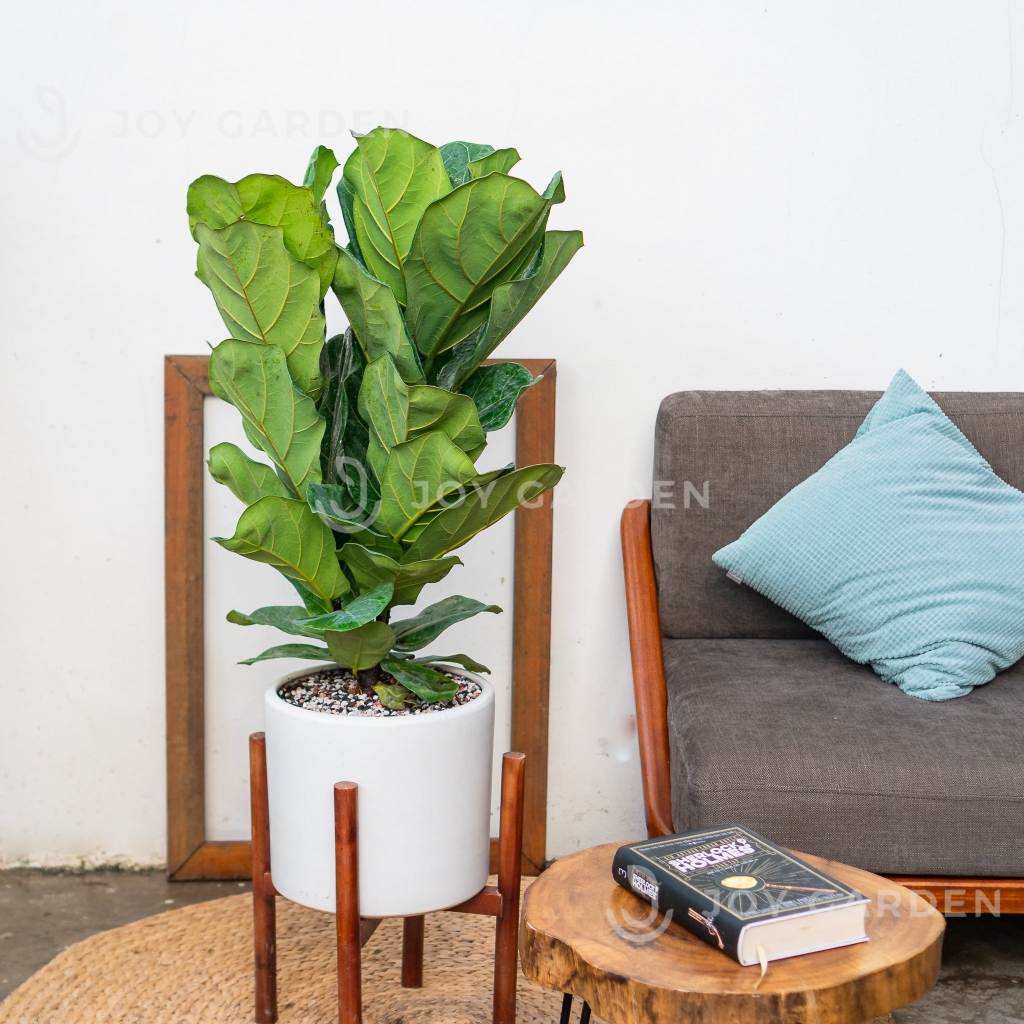 Bàng sing [Chậu Trụ 28]