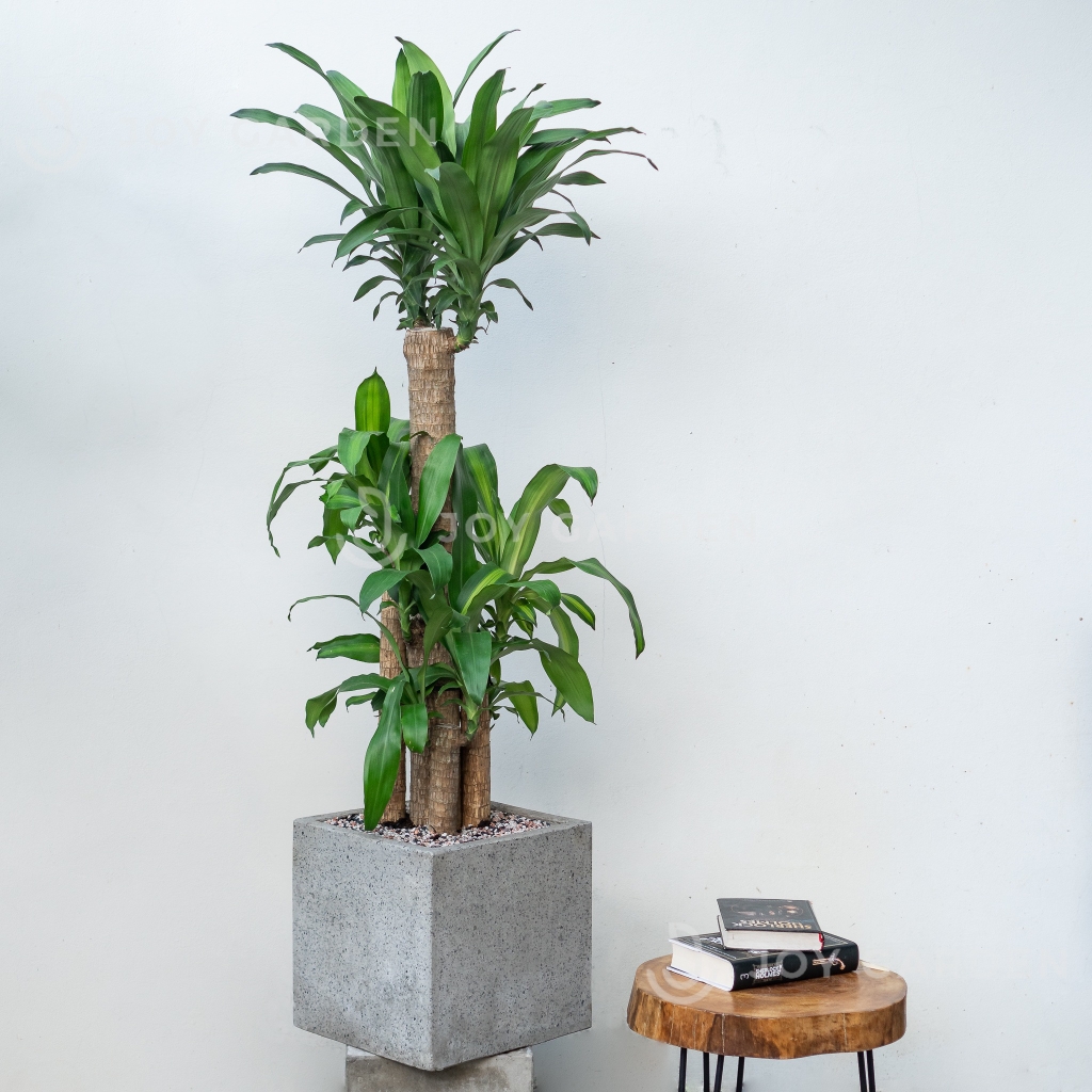 Chậu Ximang Vuông [Square Concrete Planter] (D35H35)